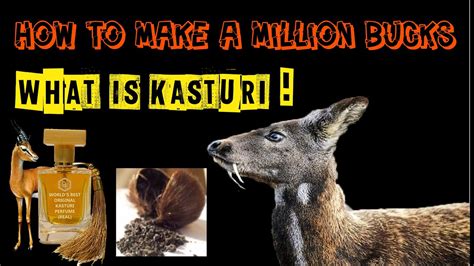 what is kasturi in deer.